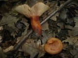 Lactarius fulvissimus image
