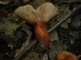 Lactarius fulvissimus image