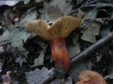 Lactarius fulvissimus image