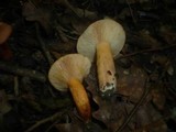 Lactarius fulvissimus image