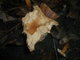 Lactarius fulvissimus image