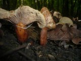 Lactarius fulvissimus image