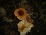 Lactarius fulvissimus image