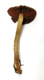 Cortinarius smithii image