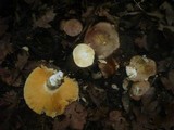 Russula carpini image
