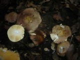 Russula carpini image