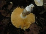 Russula carpini image