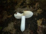 Russula decipiens image