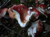 Russula maculata image