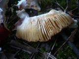 Russula maculata image