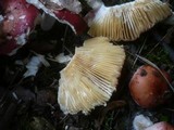 Russula maculata image