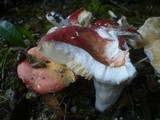 Russula maculata image