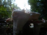 Russula maculata image