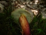 Boletus cisalpinus image