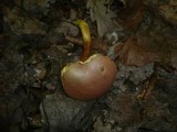 Boletus rubellus image