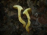 Boletus rubellus image
