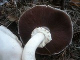 Agaricus arvensis image