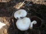 Agaricus arvensis image