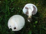 Agaricus arvensis image