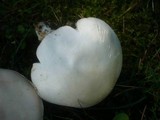 Agaricus arvensis image