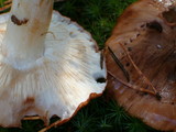 Tricholoma pessundatum image