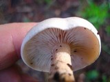 Lepista irina image