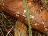 Leccinum vulpinum image