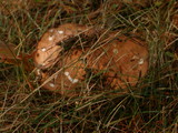 Leccinum vulpinum image