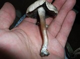 Panaeolus subbalteatus image