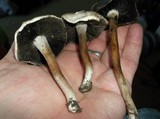 Panaeolus subbalteatus image