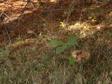 Leccinum vulpinum image