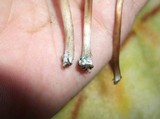 Panaeolus subbalteatus image