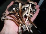 Panaeolus subbalteatus image