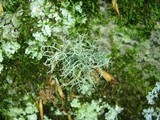 Usnea lapponica image