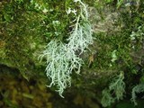 Usnea lapponica image