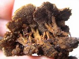 Coltricia cinnamomea image