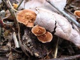Coltricia cinnamomea image