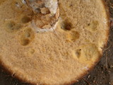 Leccinum vulpinum image