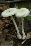 Amanita multisquamosa image