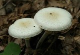 Amanita multisquamosa image