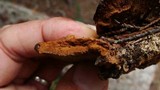 Phellinus gilvus image
