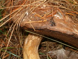 Leccinum vulpinum image
