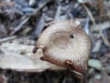 Chrysomphalina strombodes image