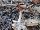 Chrysomphalina strombodes image
