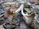 Chrysomphalina strombodes image