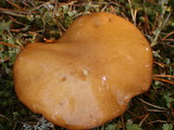 Suillus brevipes image