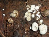 Lycogalopsis solmsii image