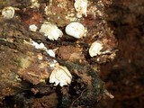 Lycogalopsis solmsii image