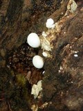 Lycogalopsis solmsii image