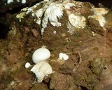 Lycogalopsis solmsii image